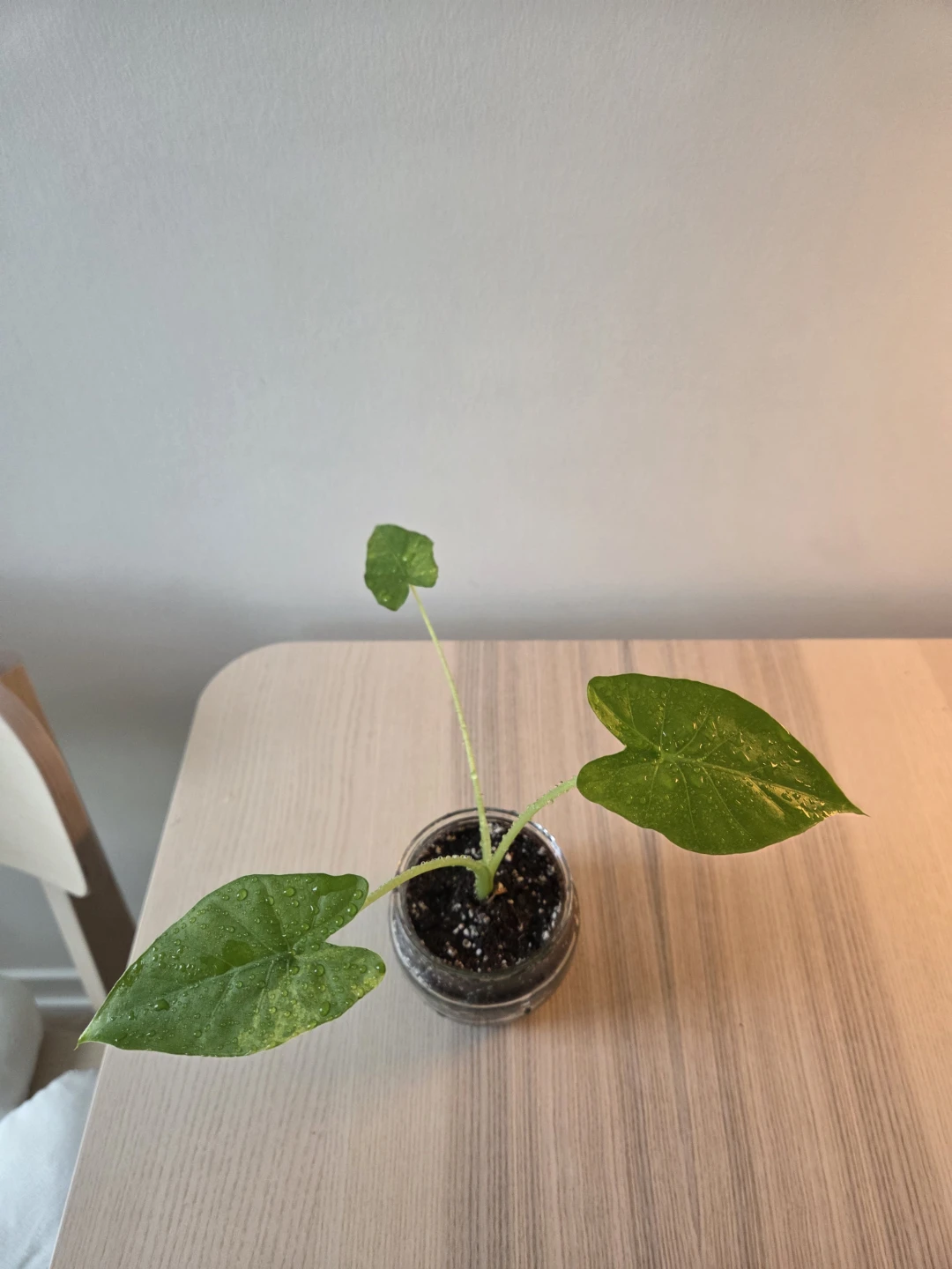 Alocasia Plant in Glass Jar - photo 5