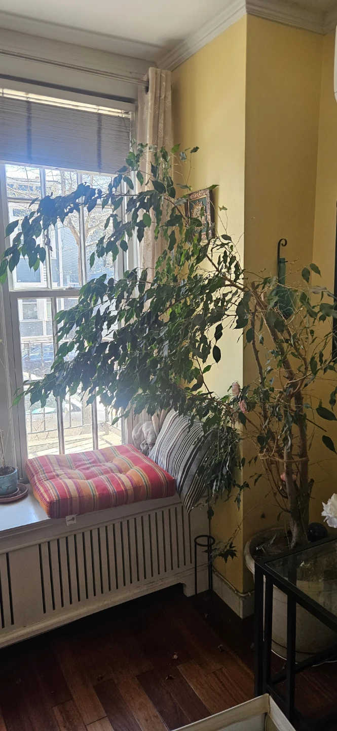 Large Ficus Tree