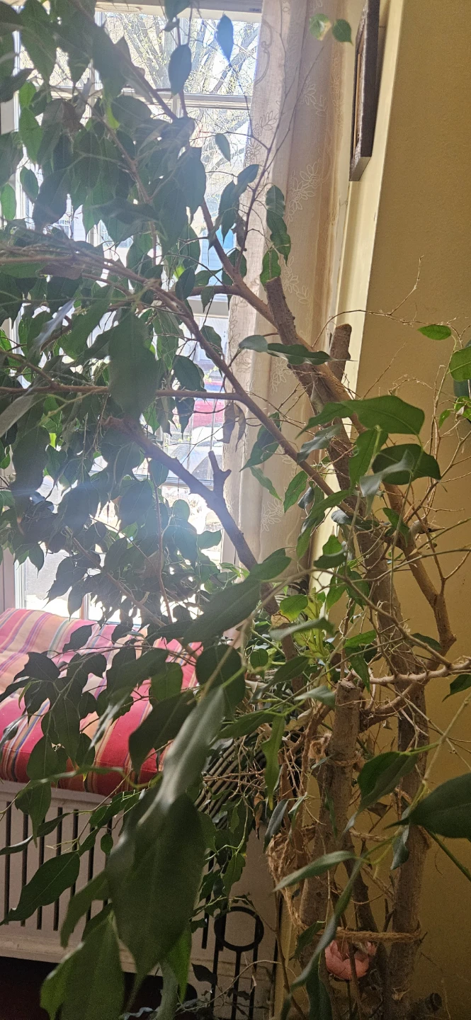 Large Ficus Tree - photo 3