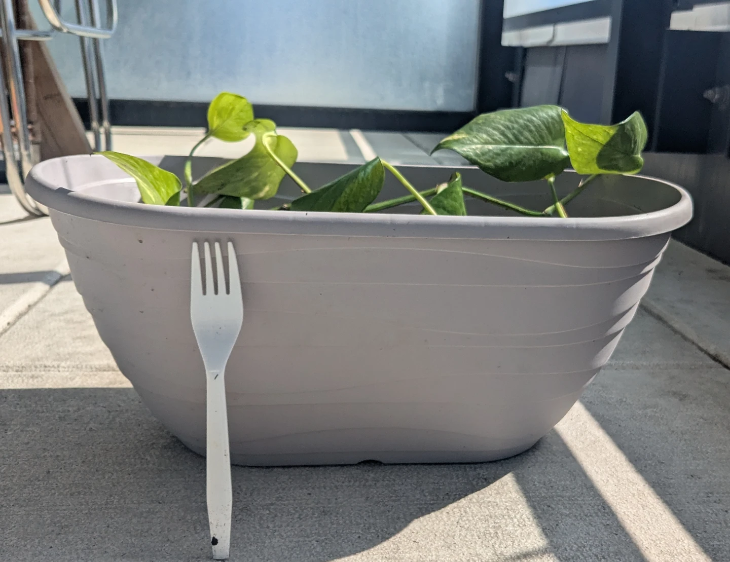 Pothos Plant in Oval Planter - photo 2
