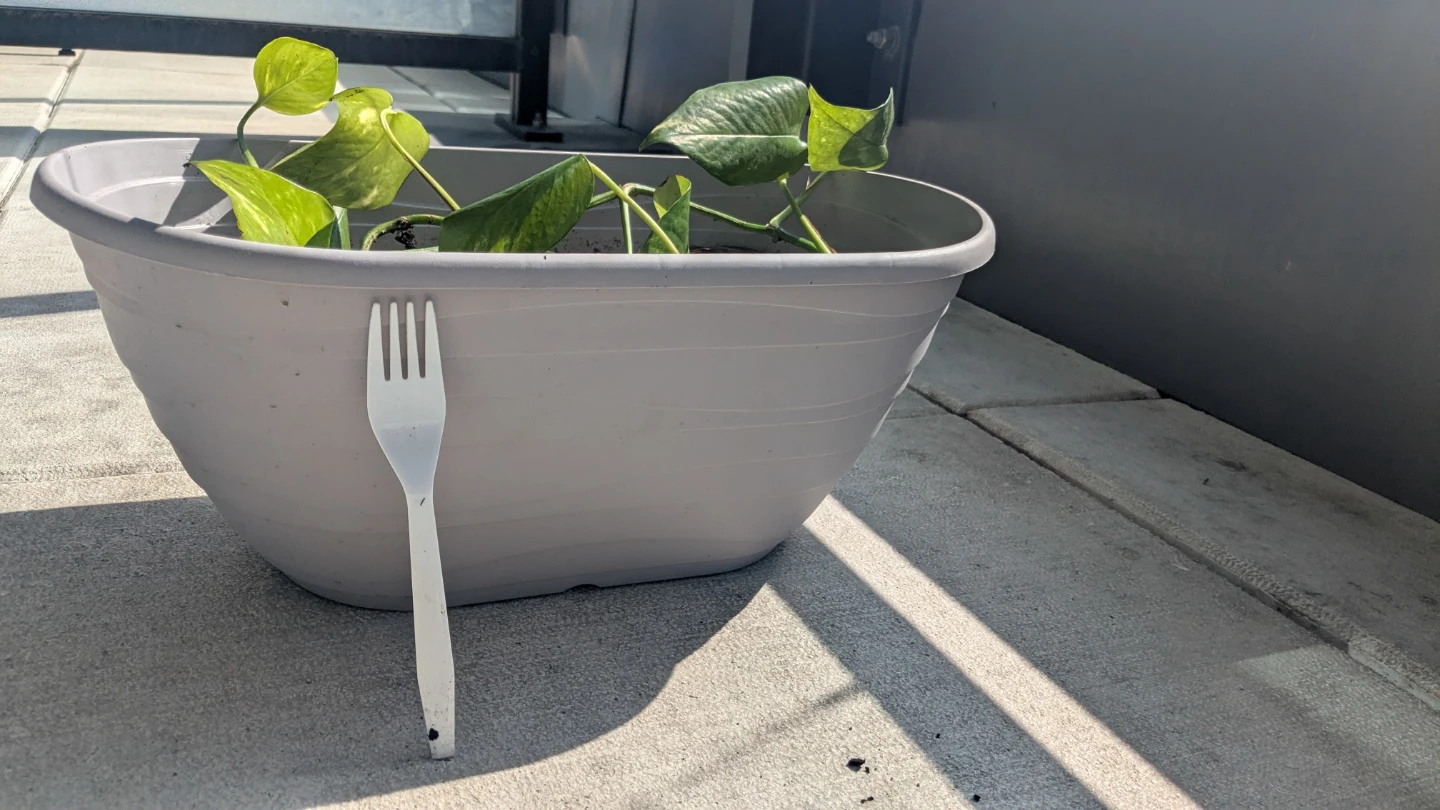 Pothos Plant in Oval Planter - photo 4