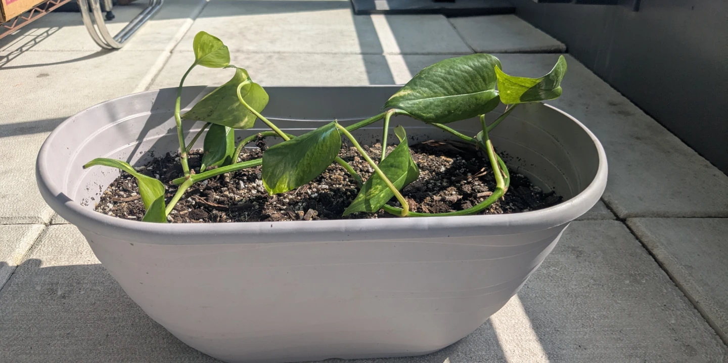 Pothos Plant in Oval Planter