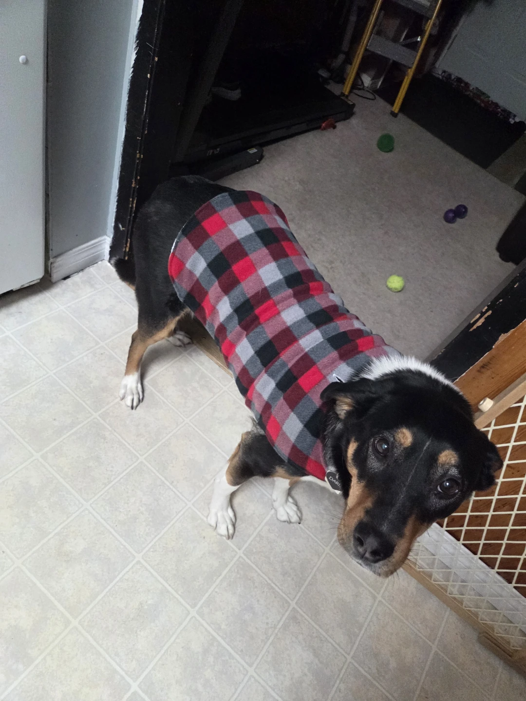 Dog jacket Bundle