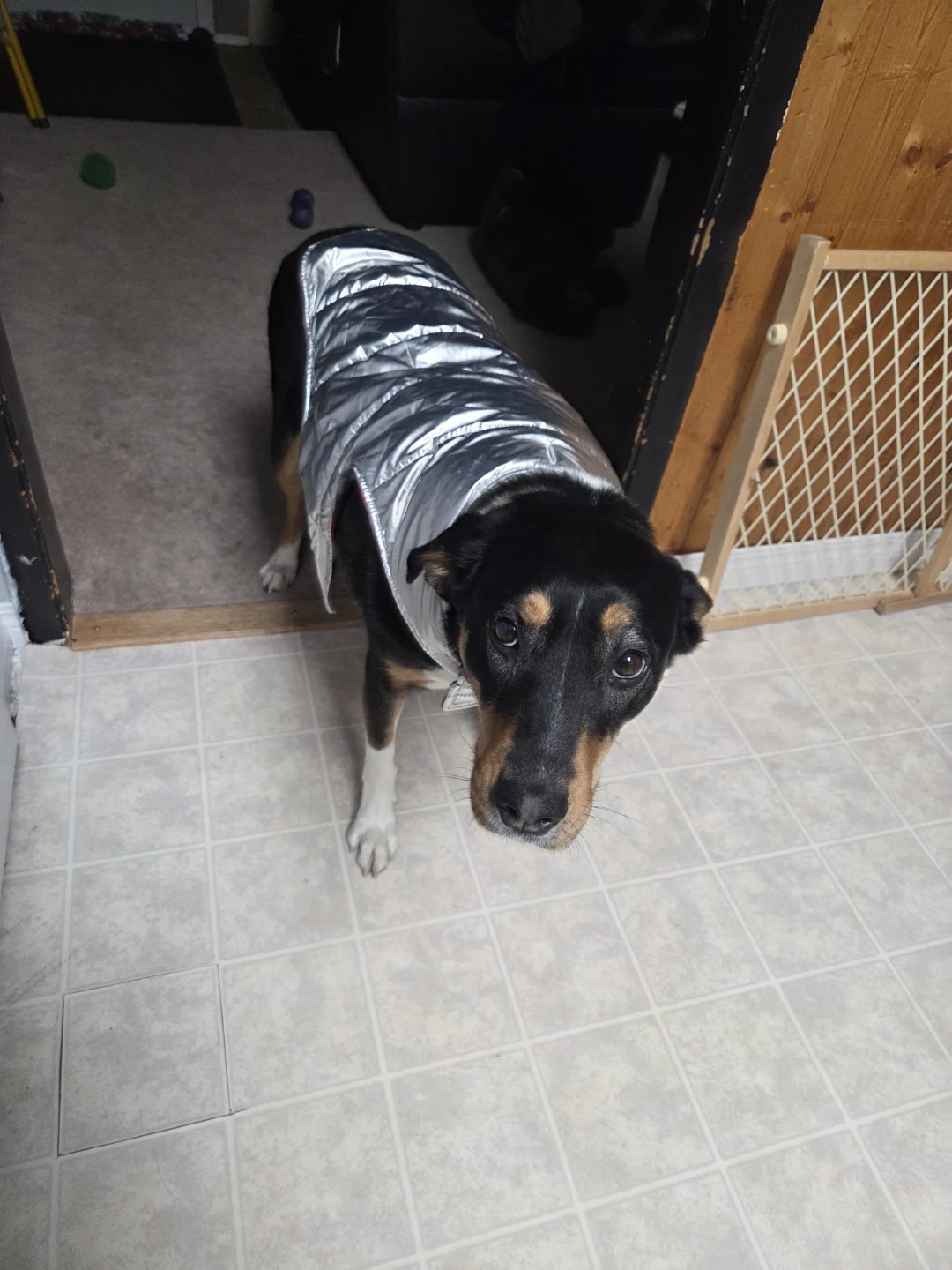 Dog jacket Bundle - photo 2