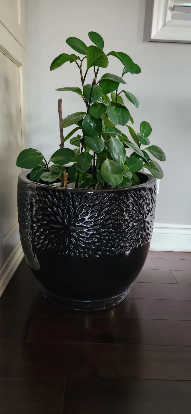 LARGE dark brown ceramic pot - photo 3