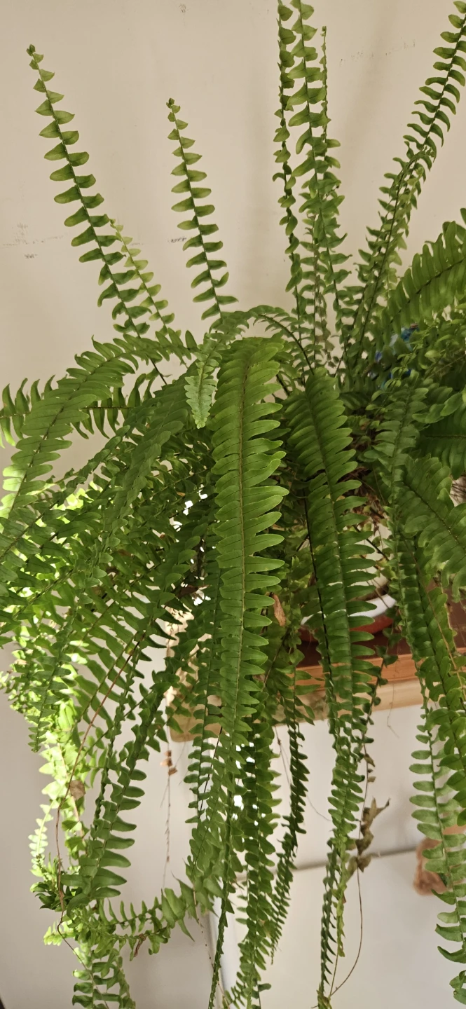 Large Boston Fern Plant