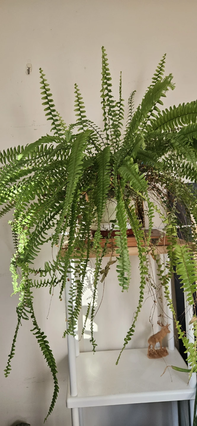 Large Boston Fern Plant - photo 2