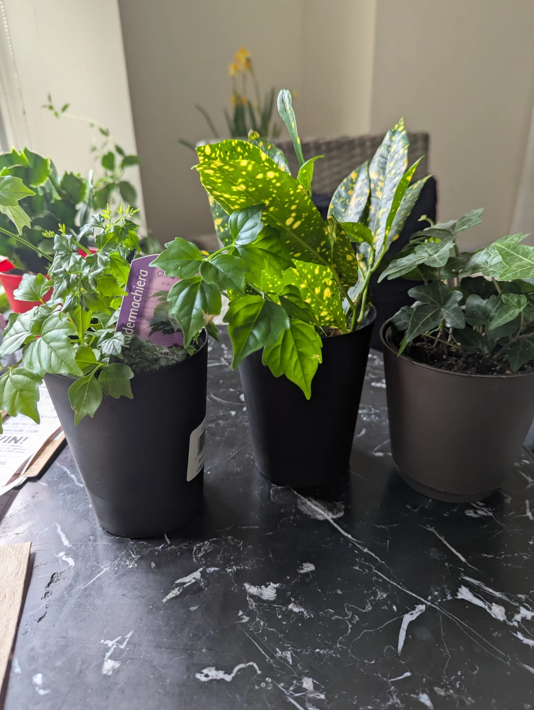 Three Small Houseplants