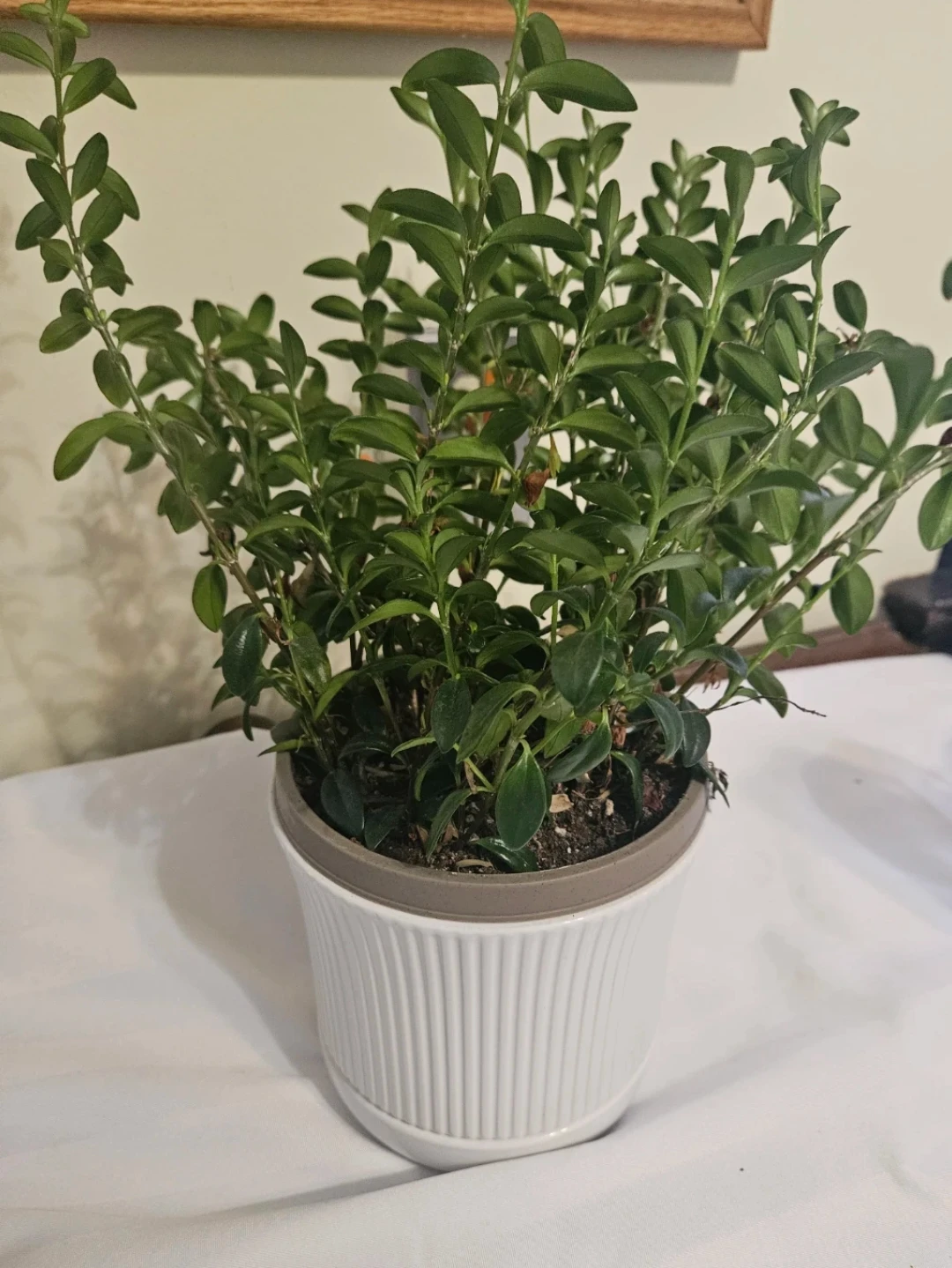 Potted Plant in White Fluted Pot