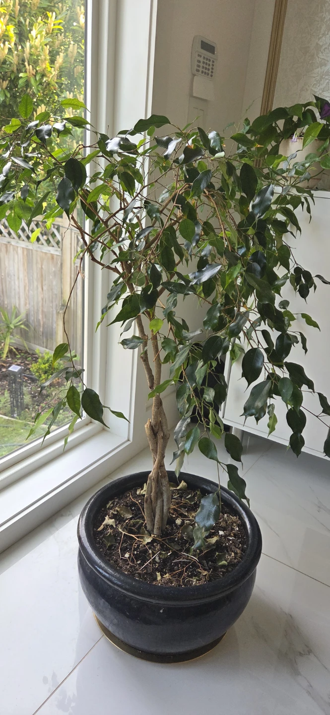 Ficus Benjamina Tree in Pot