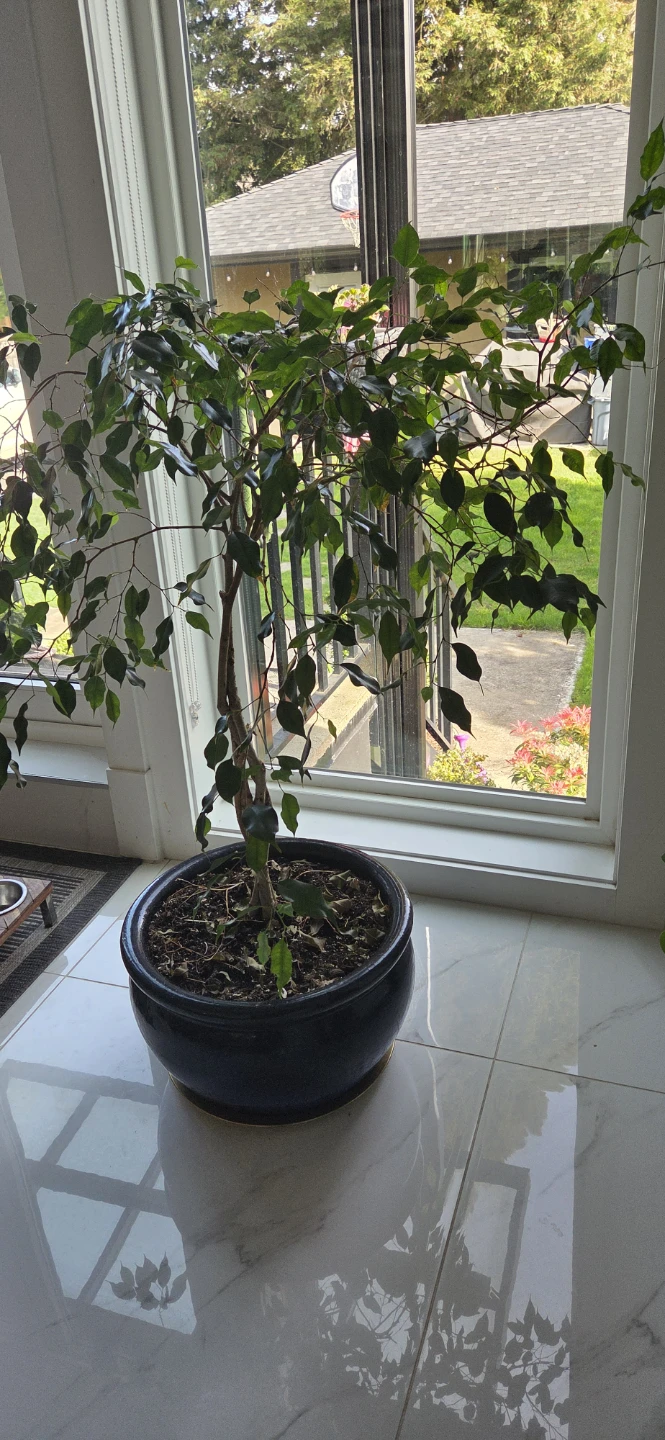 Ficus Benjamina Tree in Pot - photo 2