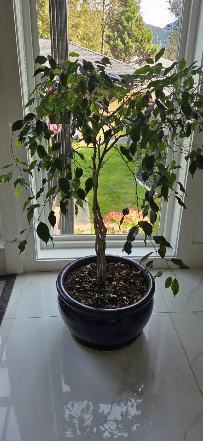 Ficus Benjamina Tree in Pot - photo 3