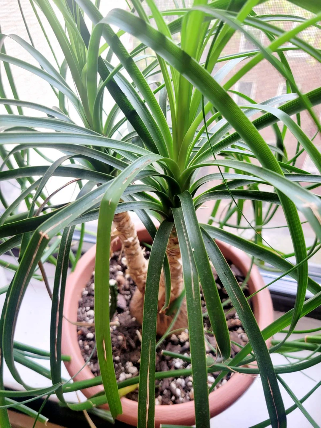 Ponytail Palm Plant in Decorative Pot - photo 2