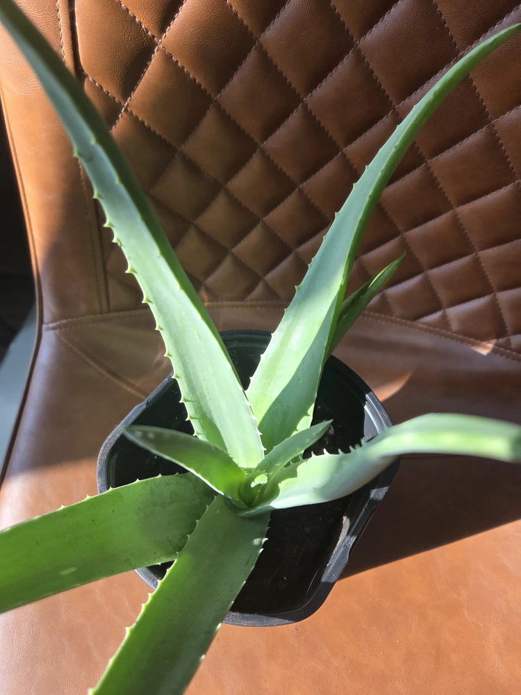 Healthy Aloe Vera Plant