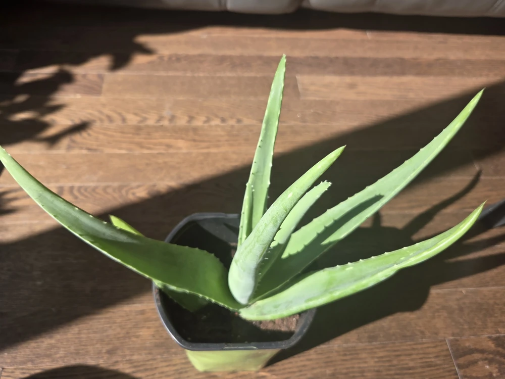 Healthy Aloe Vera Plant - photo 4