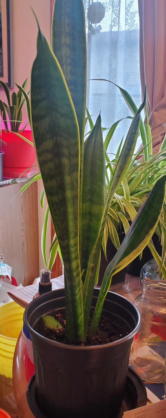 Snake Plant - photo 5