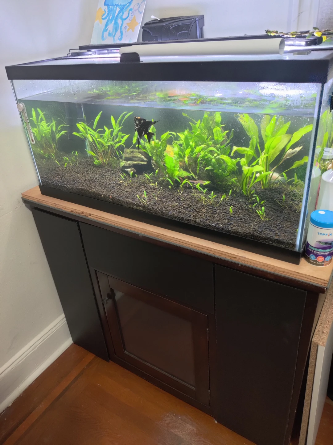 40 gallon breeder tank