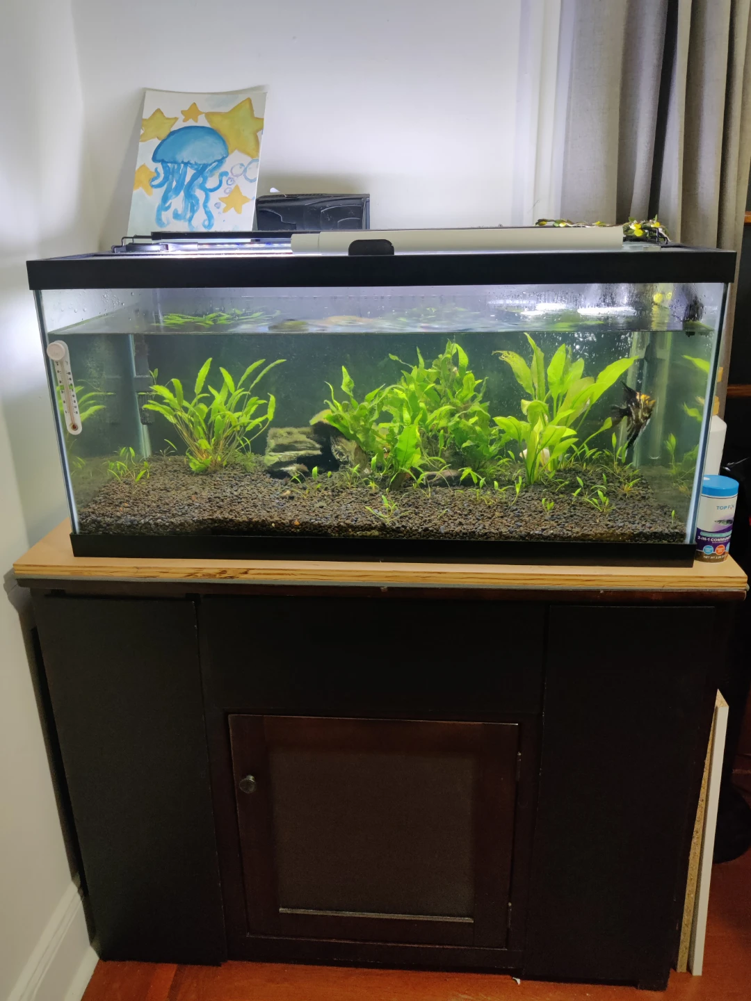 40 gallon breeder tank - photo 2