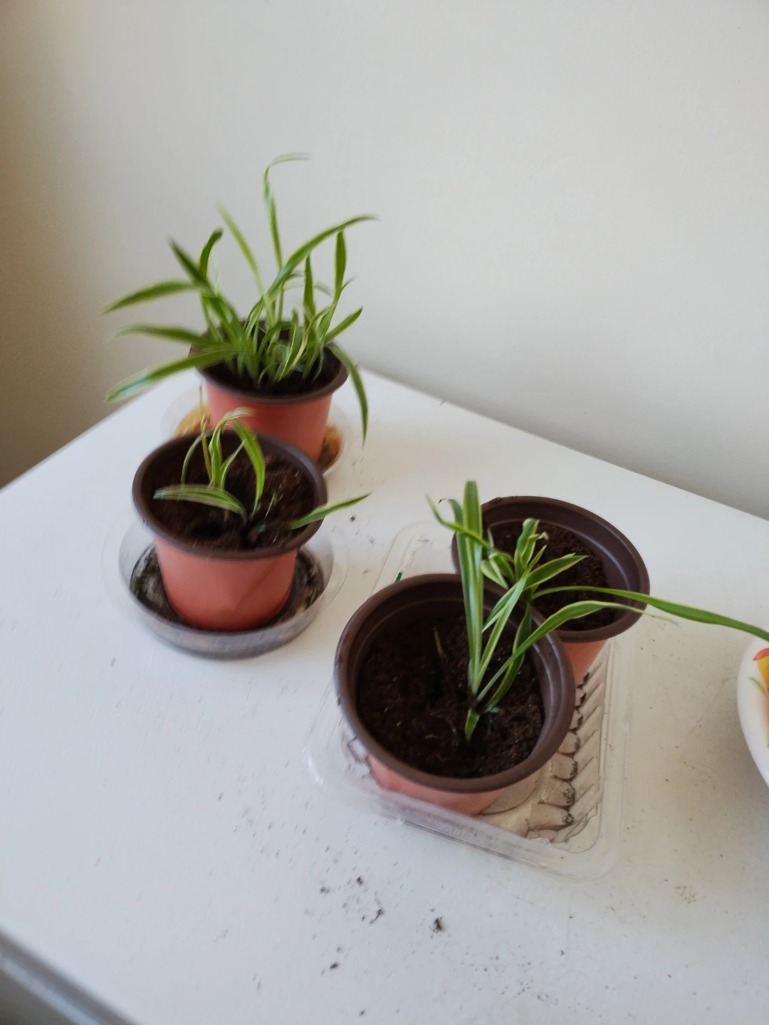 Spider Plants in Pots - Set of 4