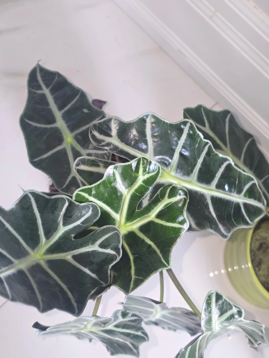 Alocasia Polly African Mask Plant