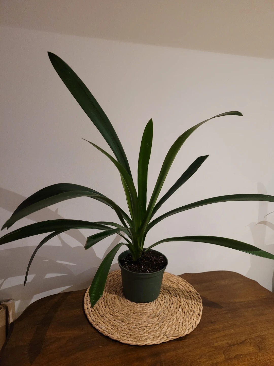Orange clivia plant