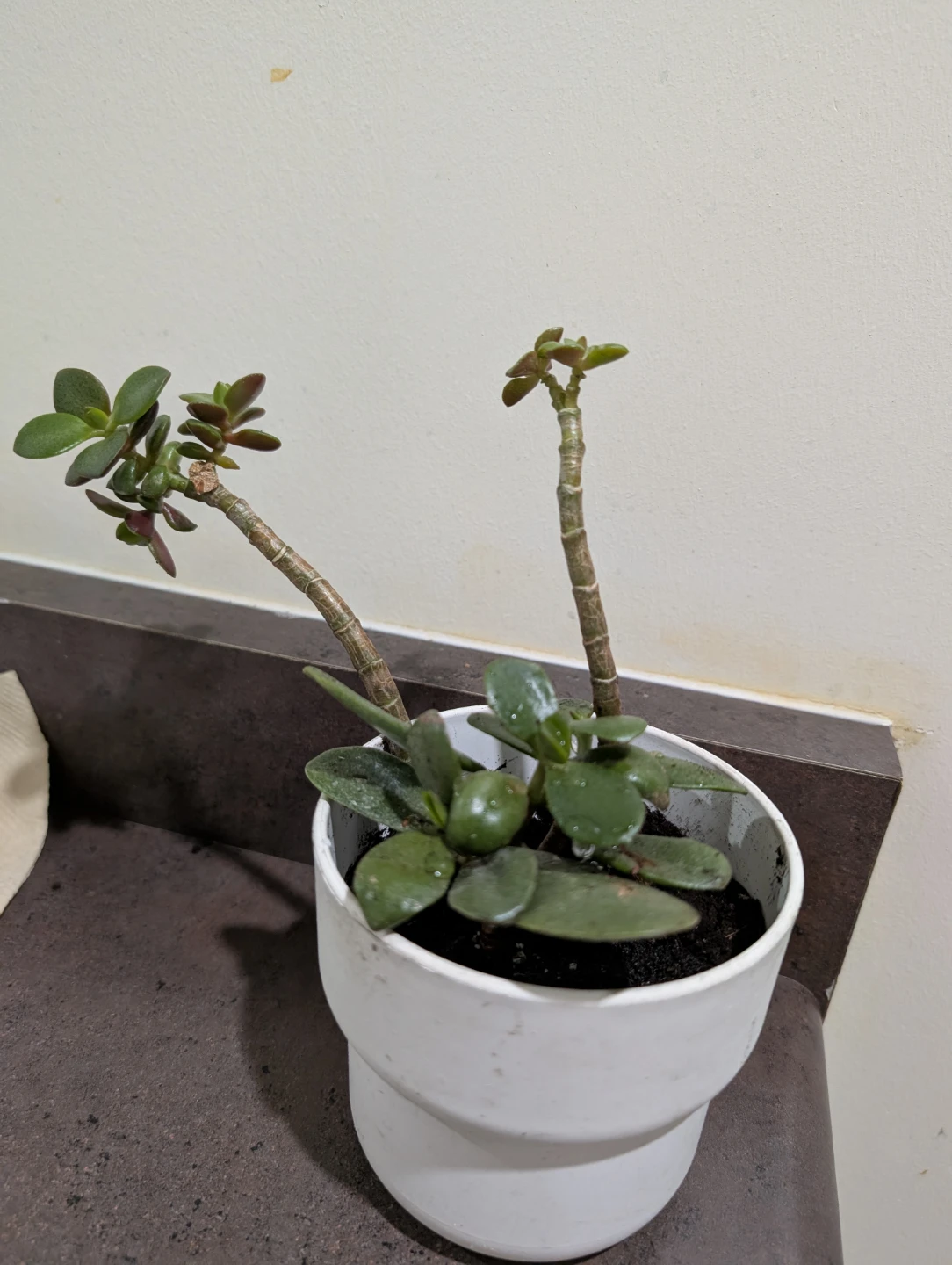 Jade tree (money tree) - photo 2