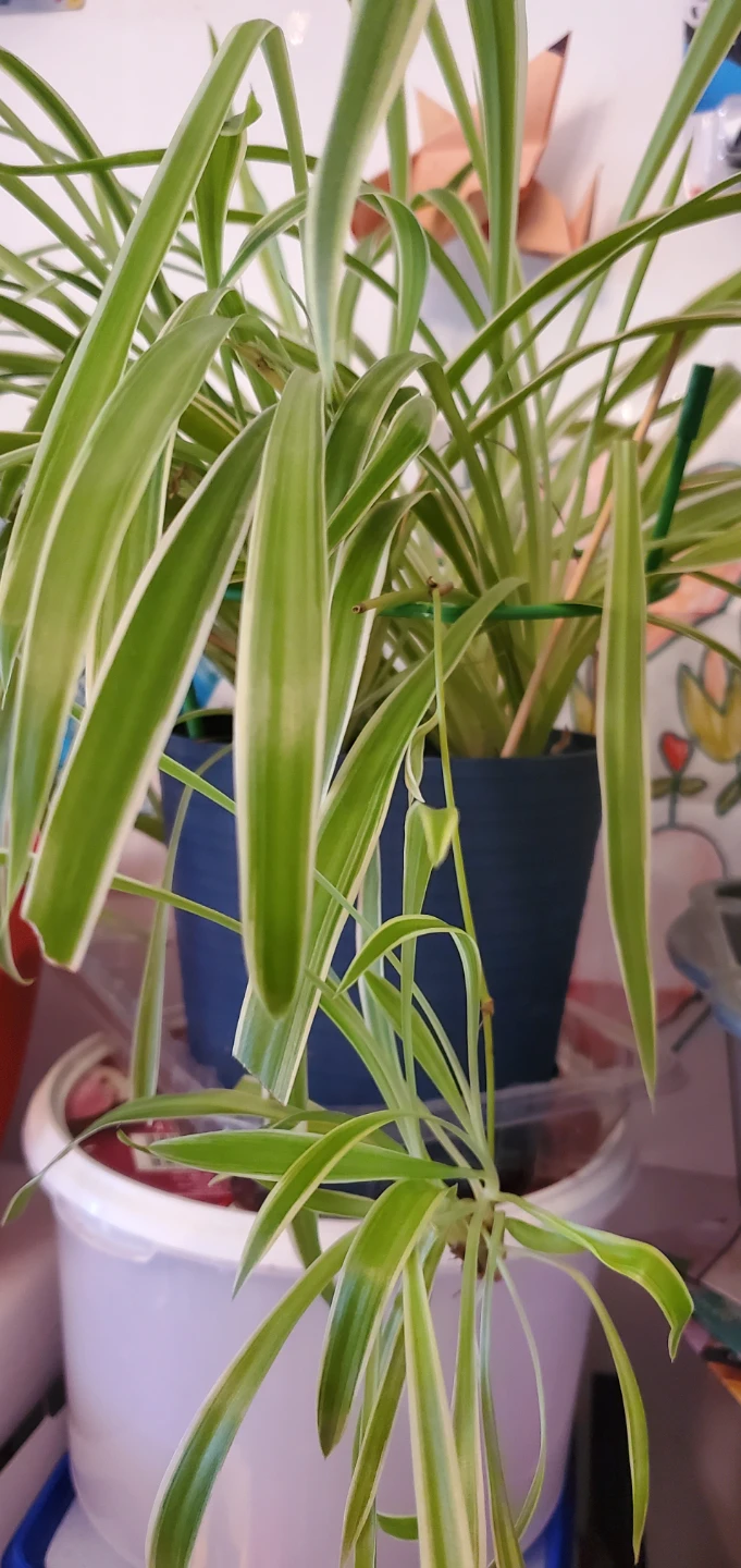Spider Plant with Variegated Leaves