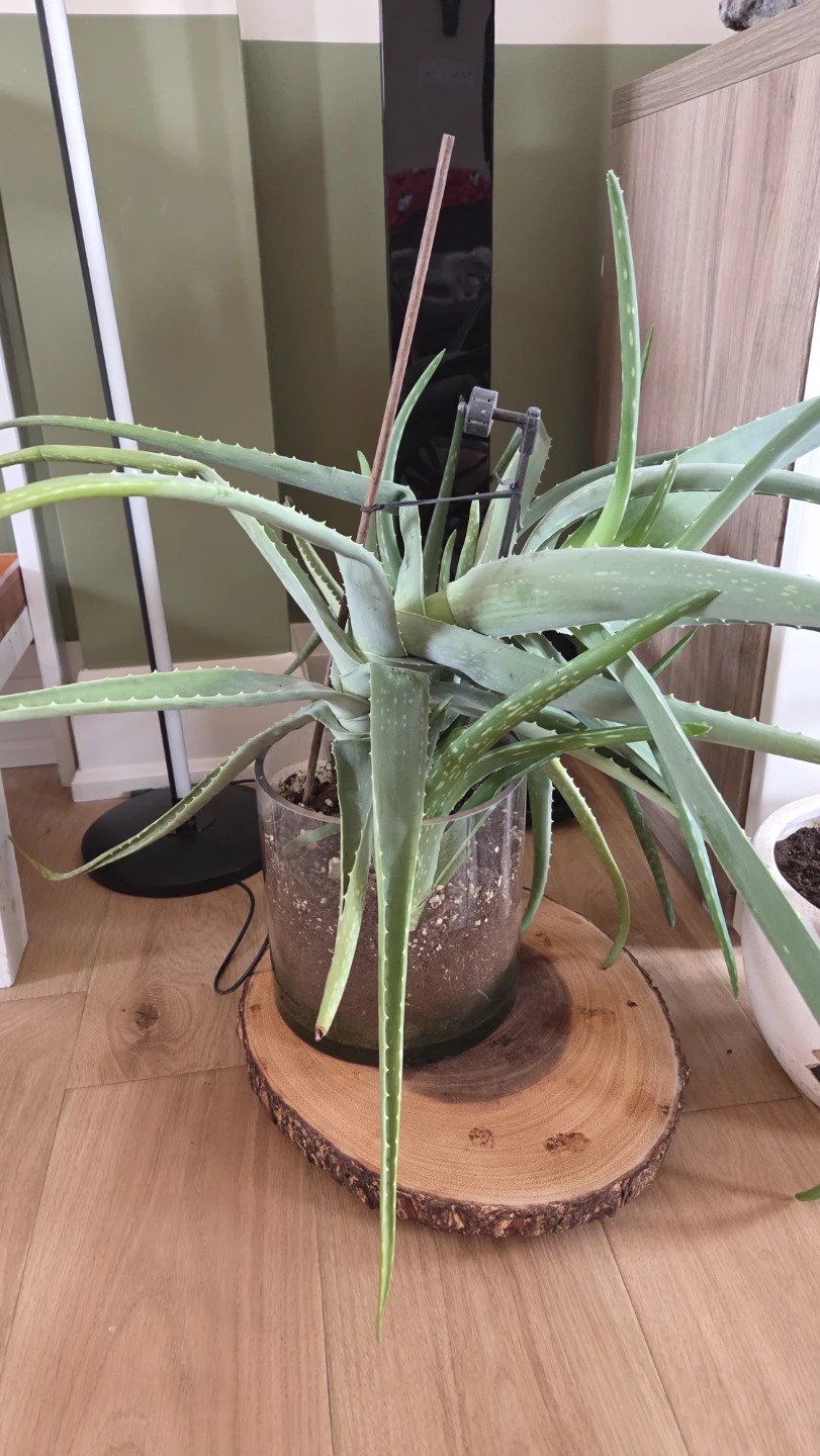 Large Aloe Vera Plants