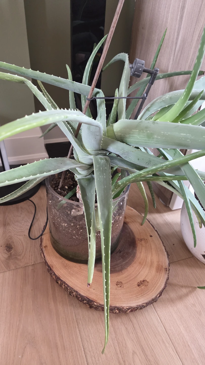 Large Aloe Vera Plants - photo 2