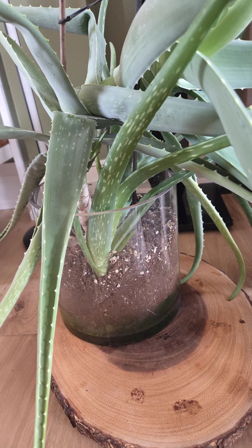 Large Aloe Vera Plants - photo 3