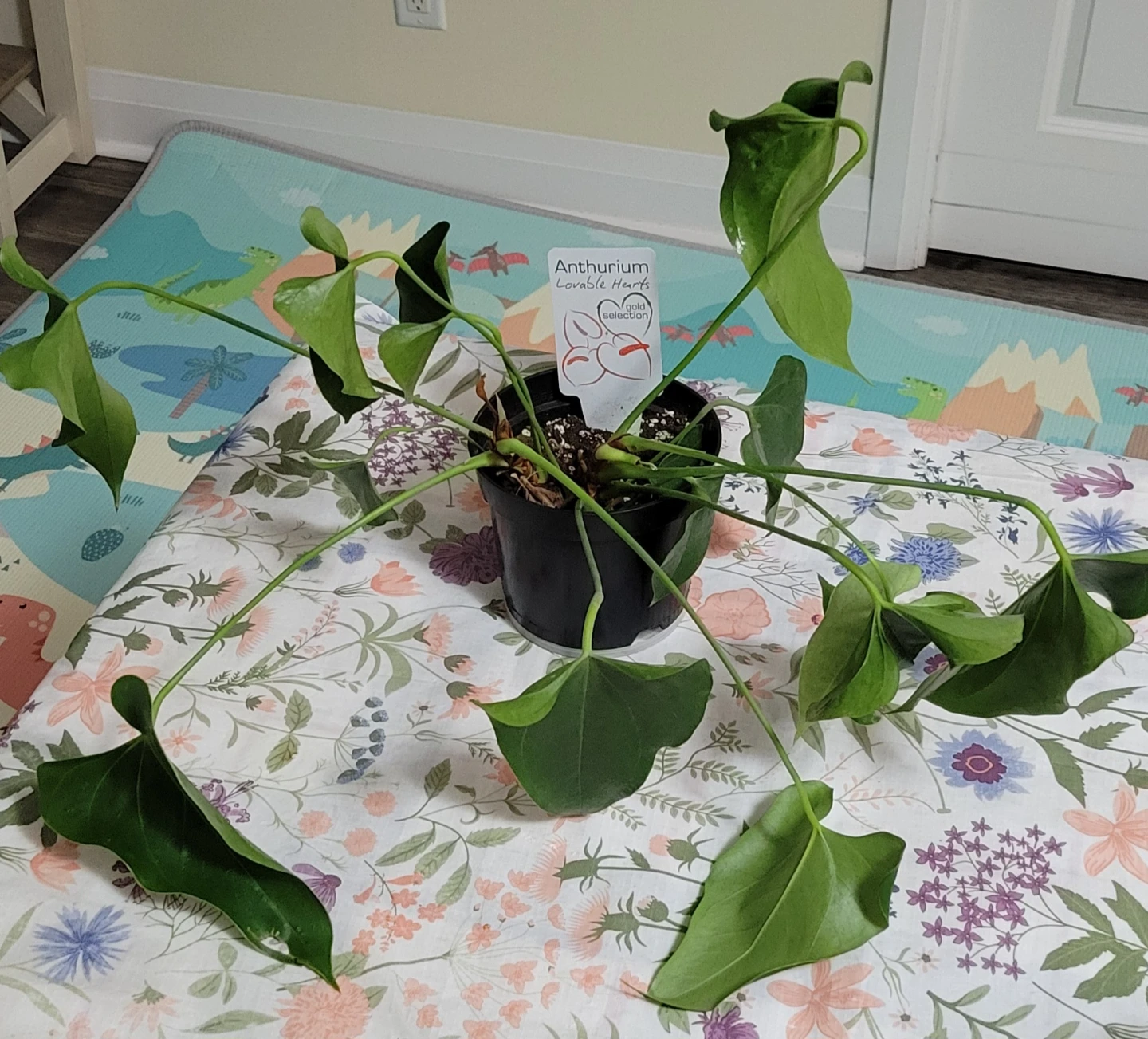 Free flower