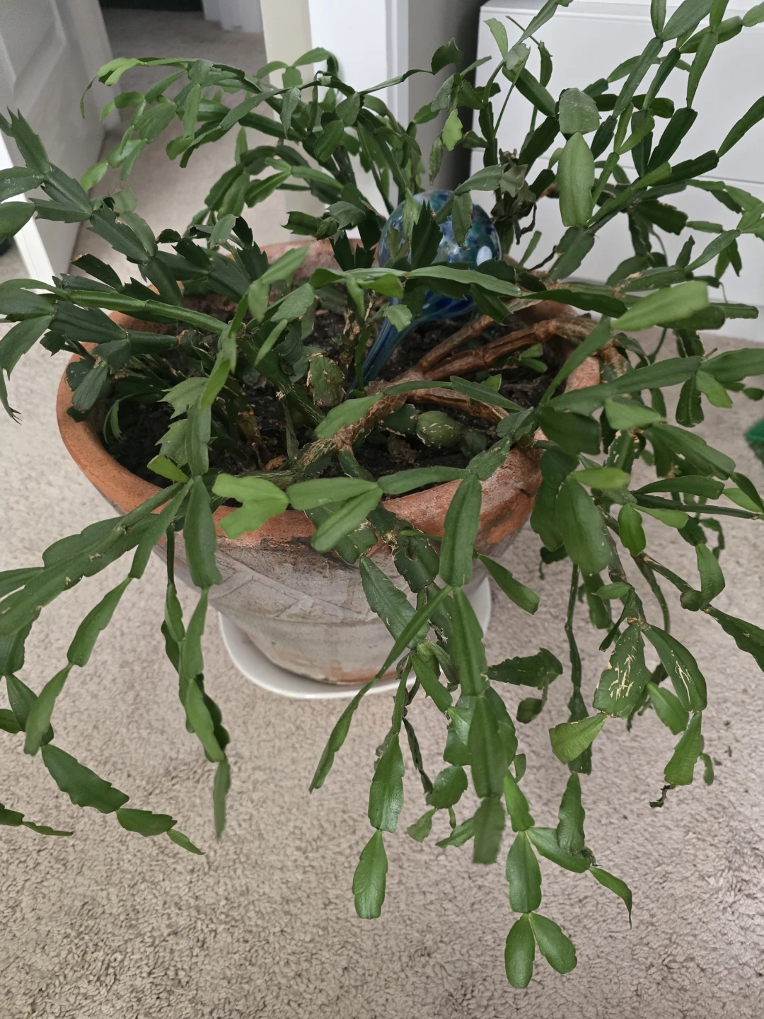 Large Christmas Cactus Plant