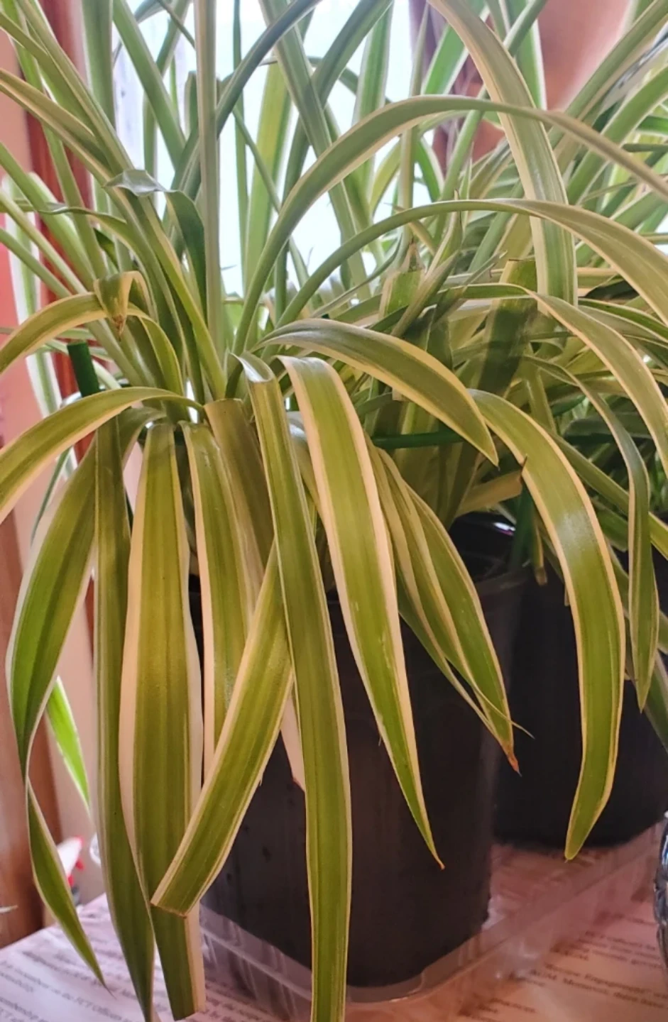 Spider Plant (Chlorophytum comosum) - photo 3