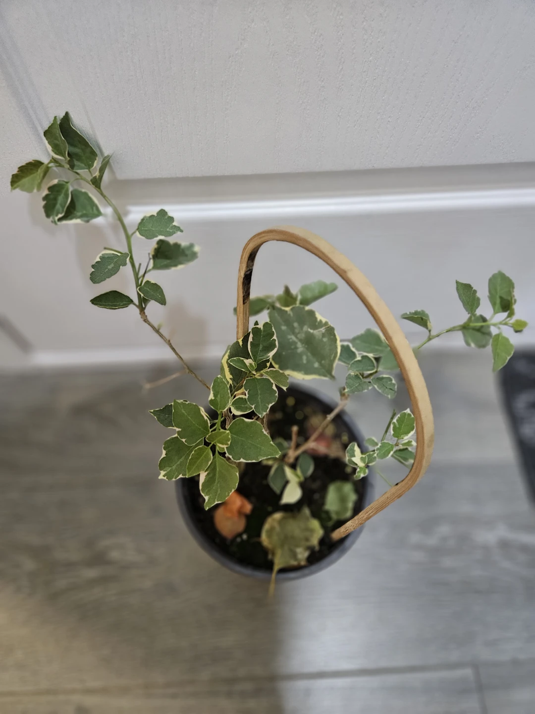 Variegated Bougainvillea in 1gallon pot