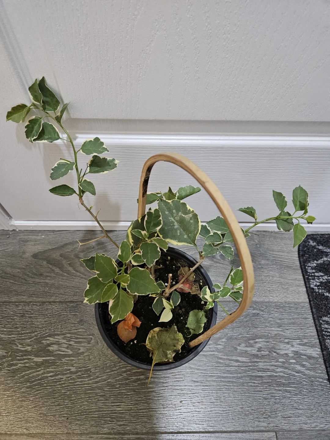 Variegated Bougainvillea in 1gallon pot - photo 2