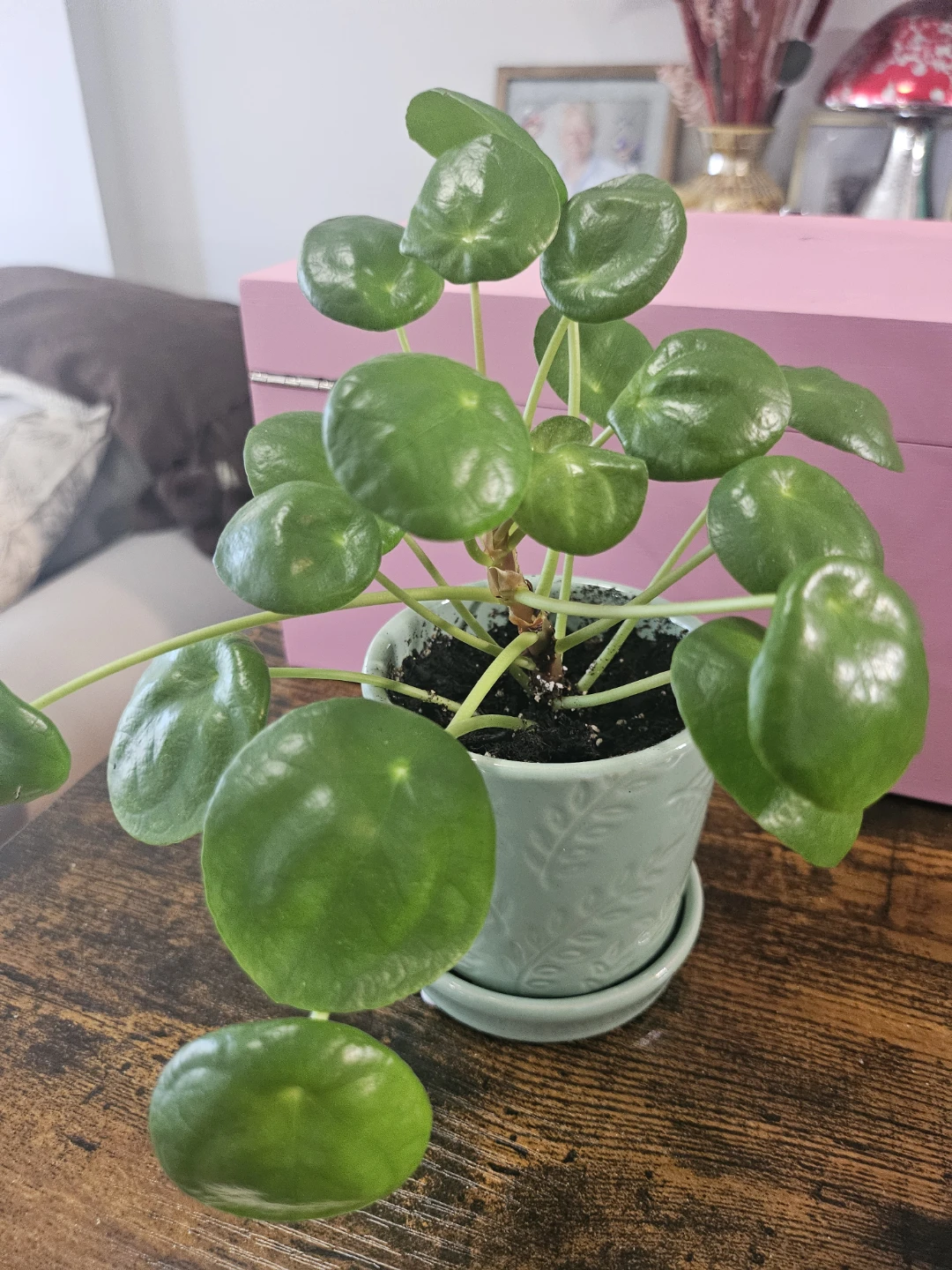 Pilea Peperomioides Plant in Pot
