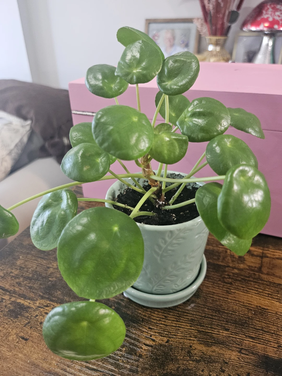 Pilea Peperomioides Plant in Pot - photo 2
