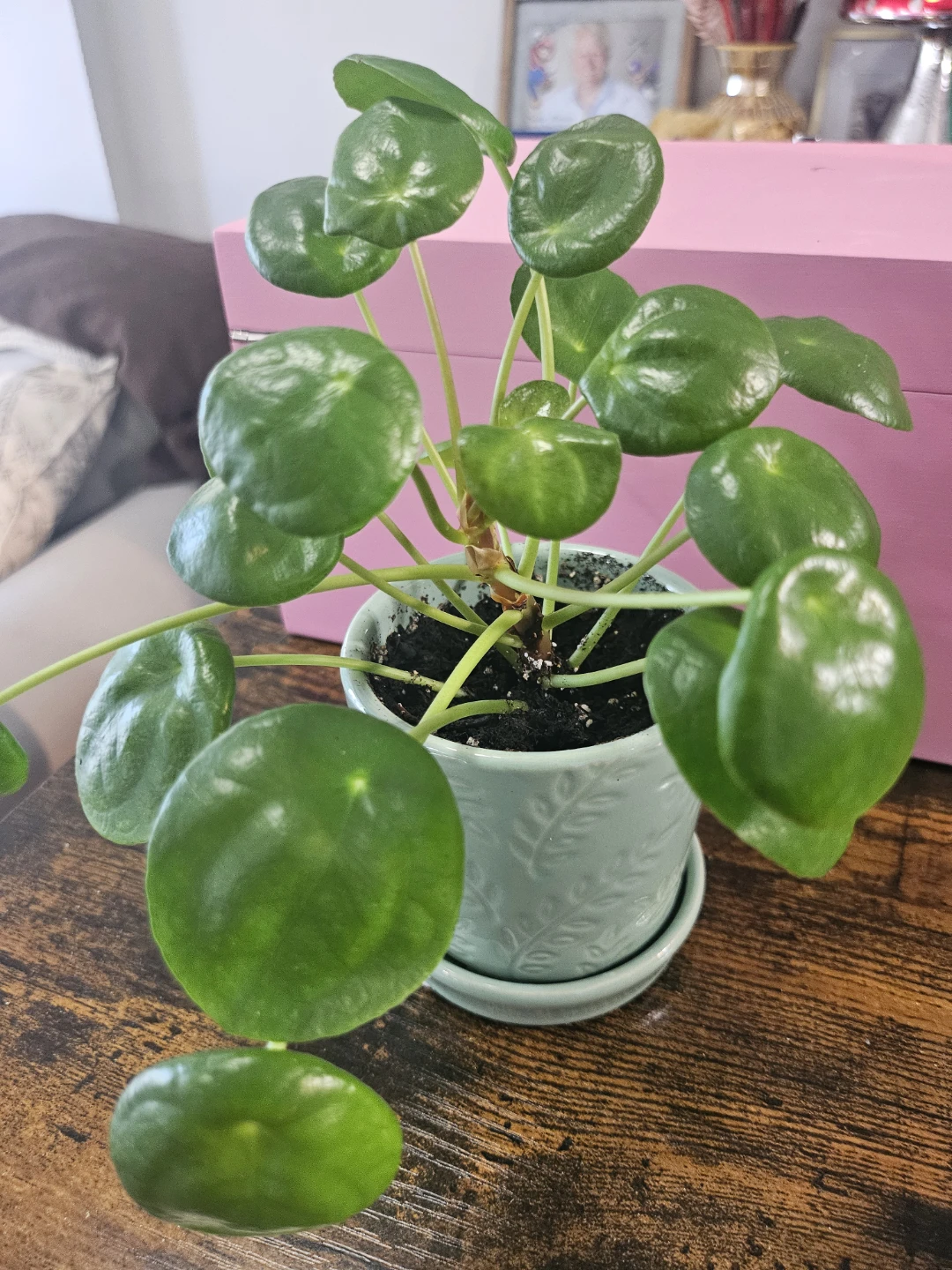 Pilea Peperomioides Plant in Pot - photo 3