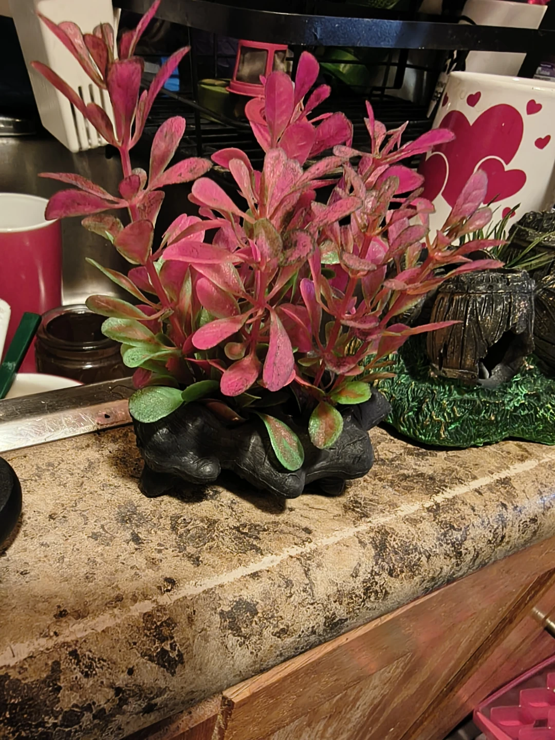 Aqueon 5.5 gallon kit with bonuses - photo 5