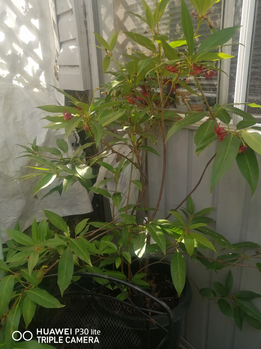 Illicium floridanum 'Woodlander's Ruby' Shrub Evergreen - photo 3