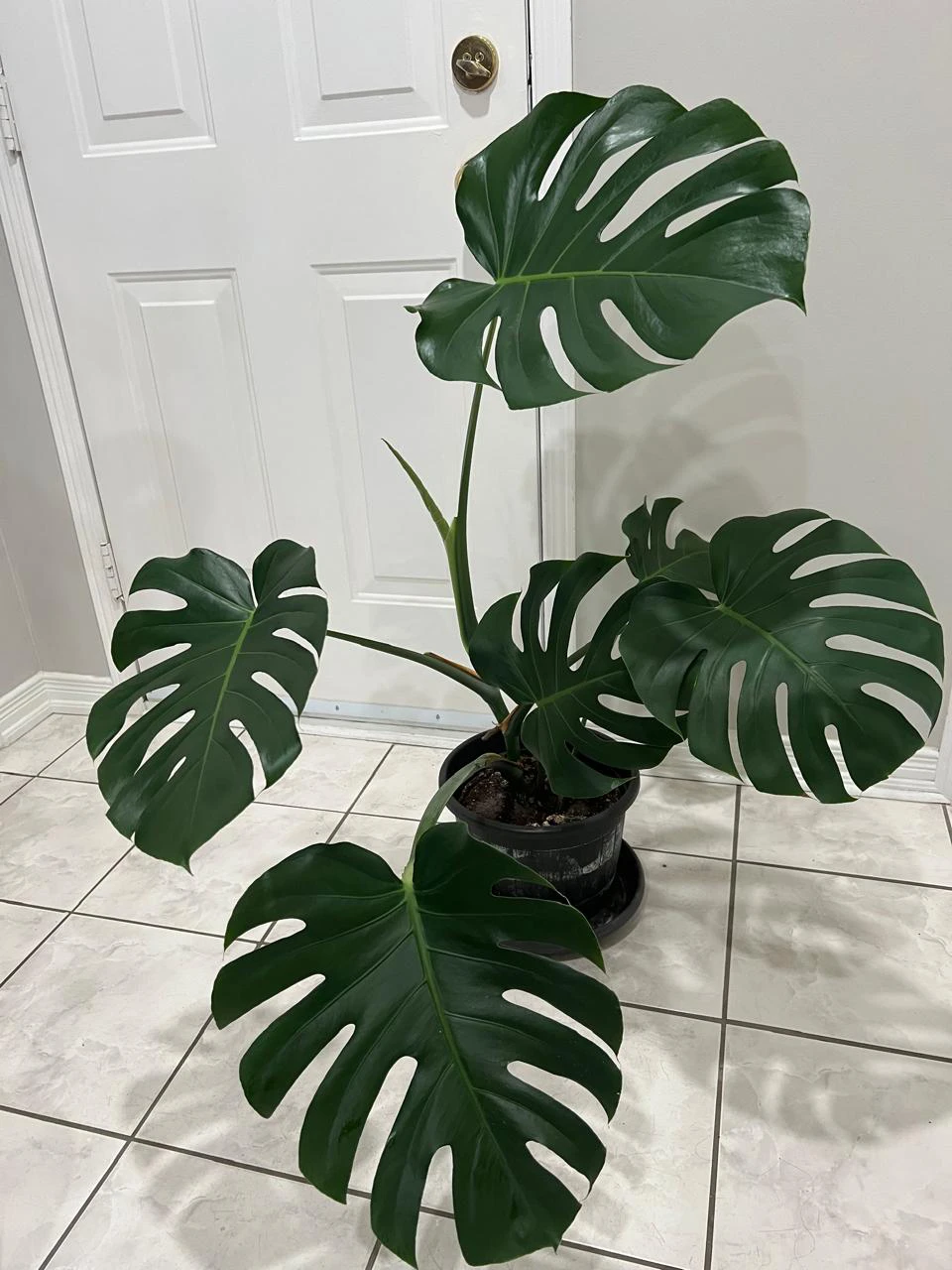 Monstera Deliciosa Plant