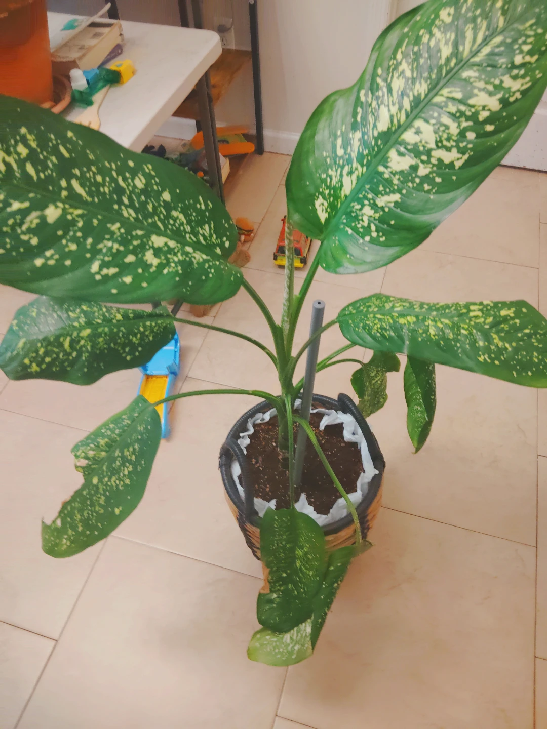 Potted Dumb Cane Plant