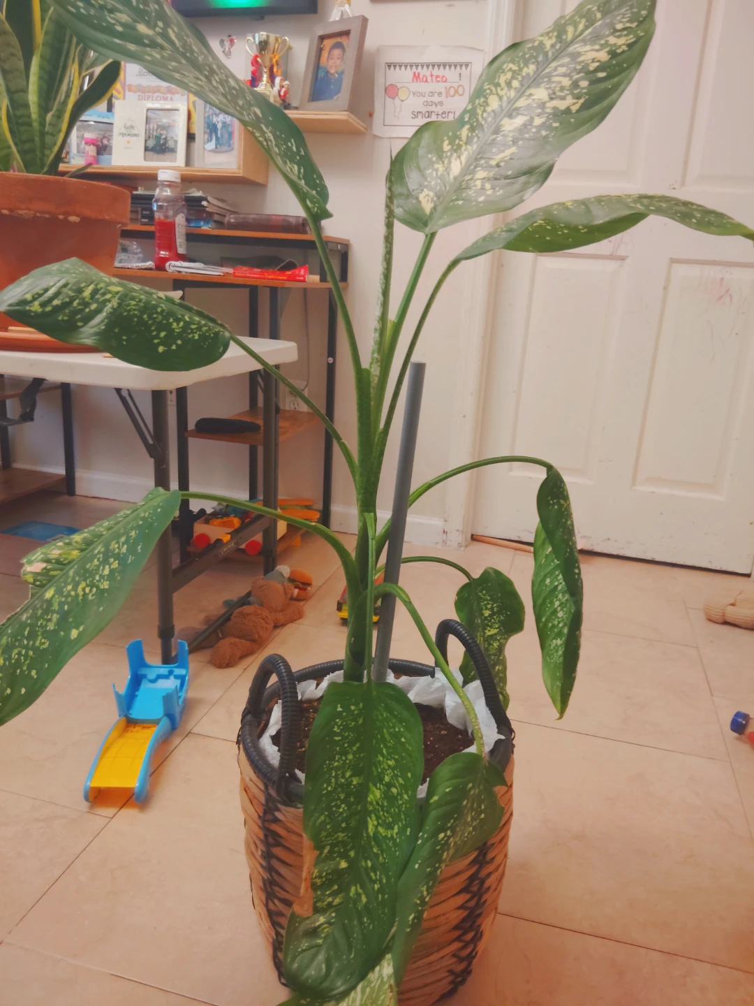 Potted Dumb Cane Plant - photo 2