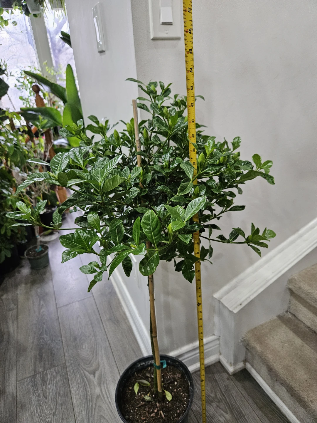 Gardenia Plant in Pot🌱 - photo 2