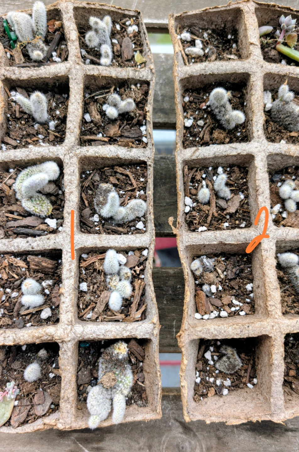 Assorted Cactus Cuttings in Peat Pots