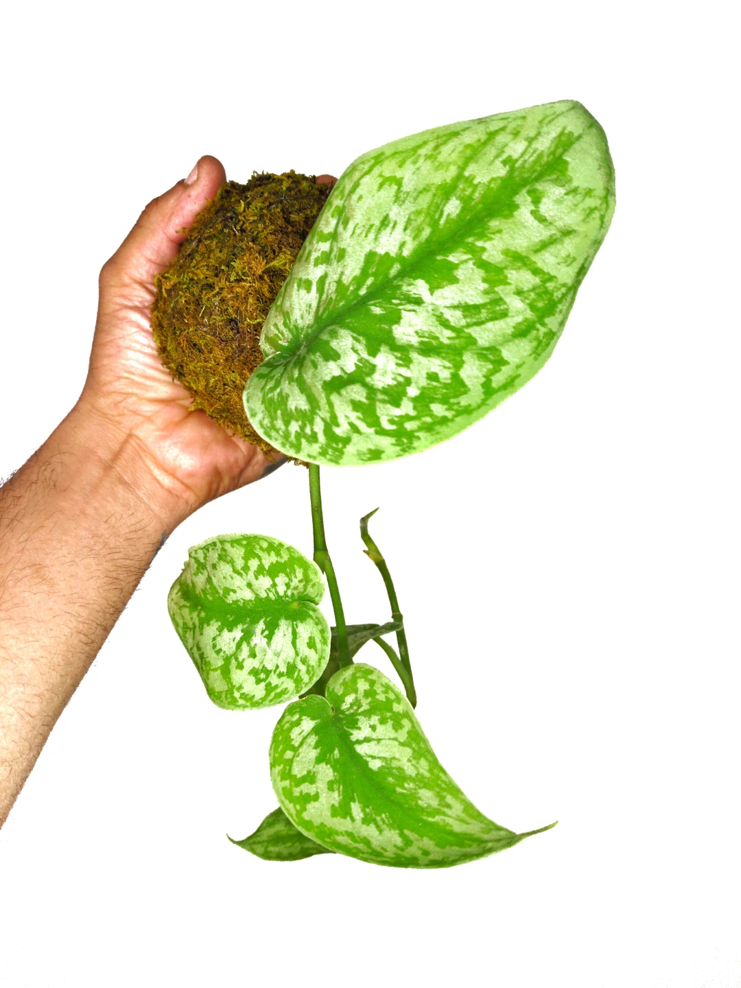 Scindapsus Kokedama plant