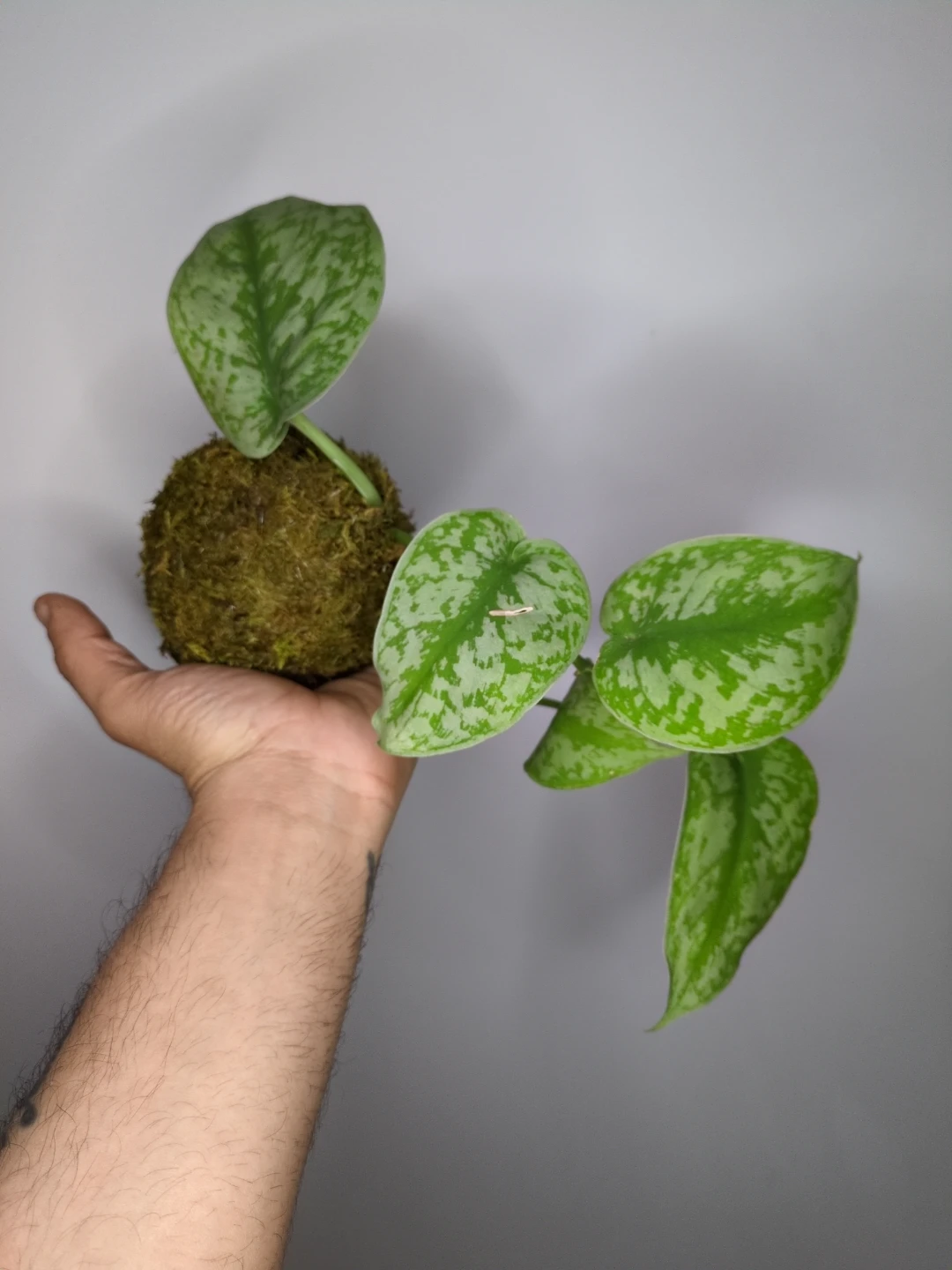 Scindapsus Kokedama plant - photo 2