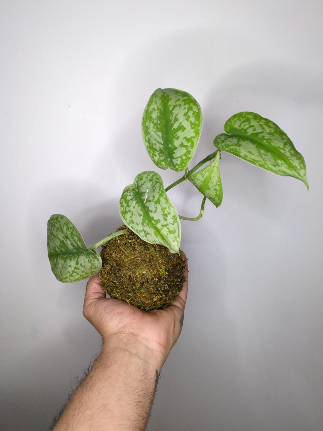 Scindapsus Kokedama plant - photo 3