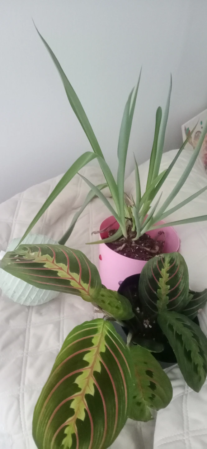 Assorted Potted Plants