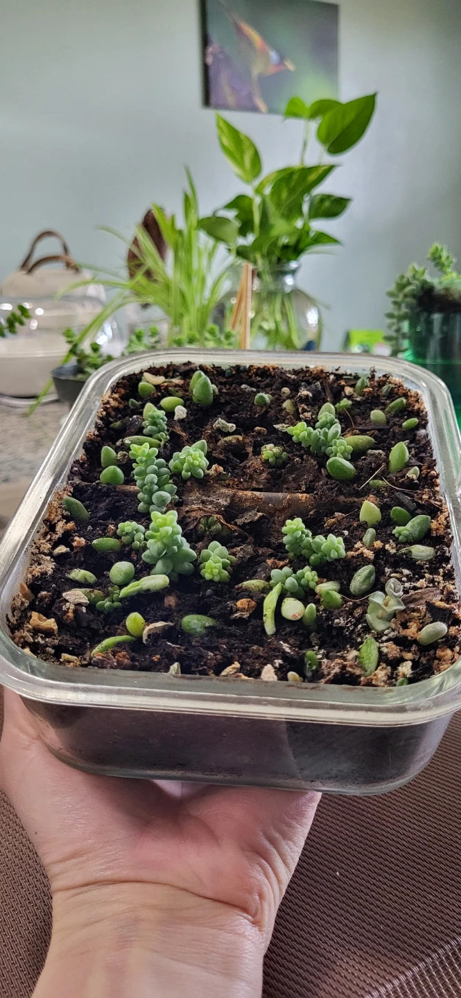 Burro's Tails succulent - photo 5
